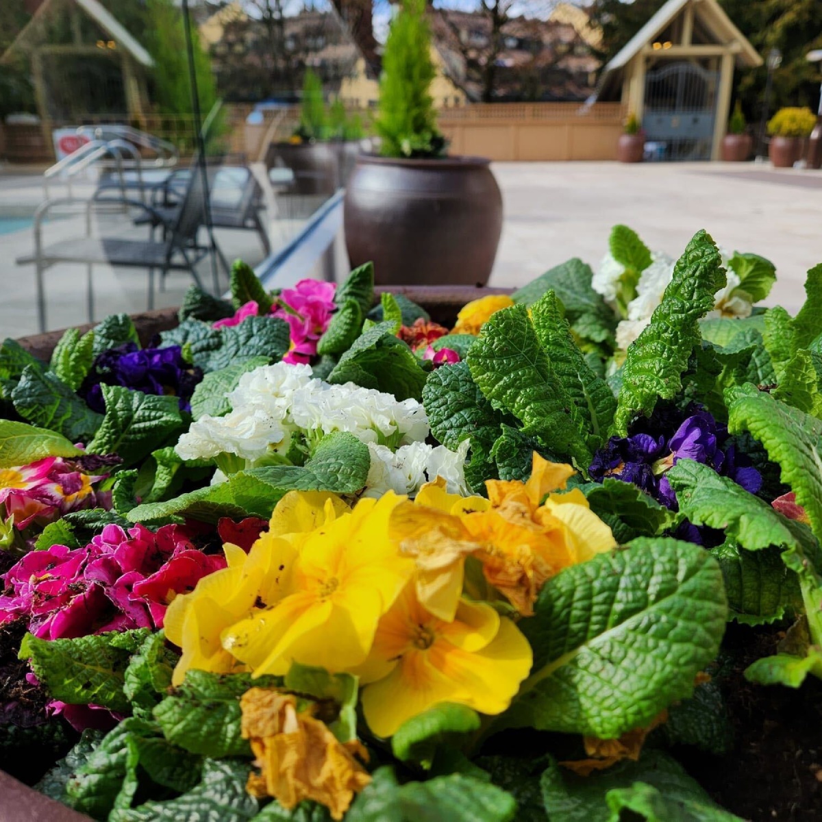 Trattoria Di Como authentic Italian food in Whistler